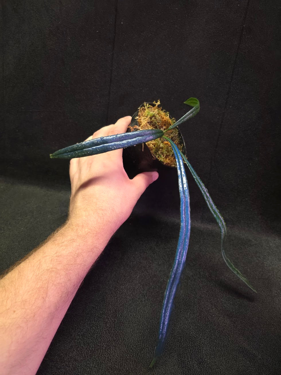 Blue Oil Fern (Microsorum Thilandicum) #11