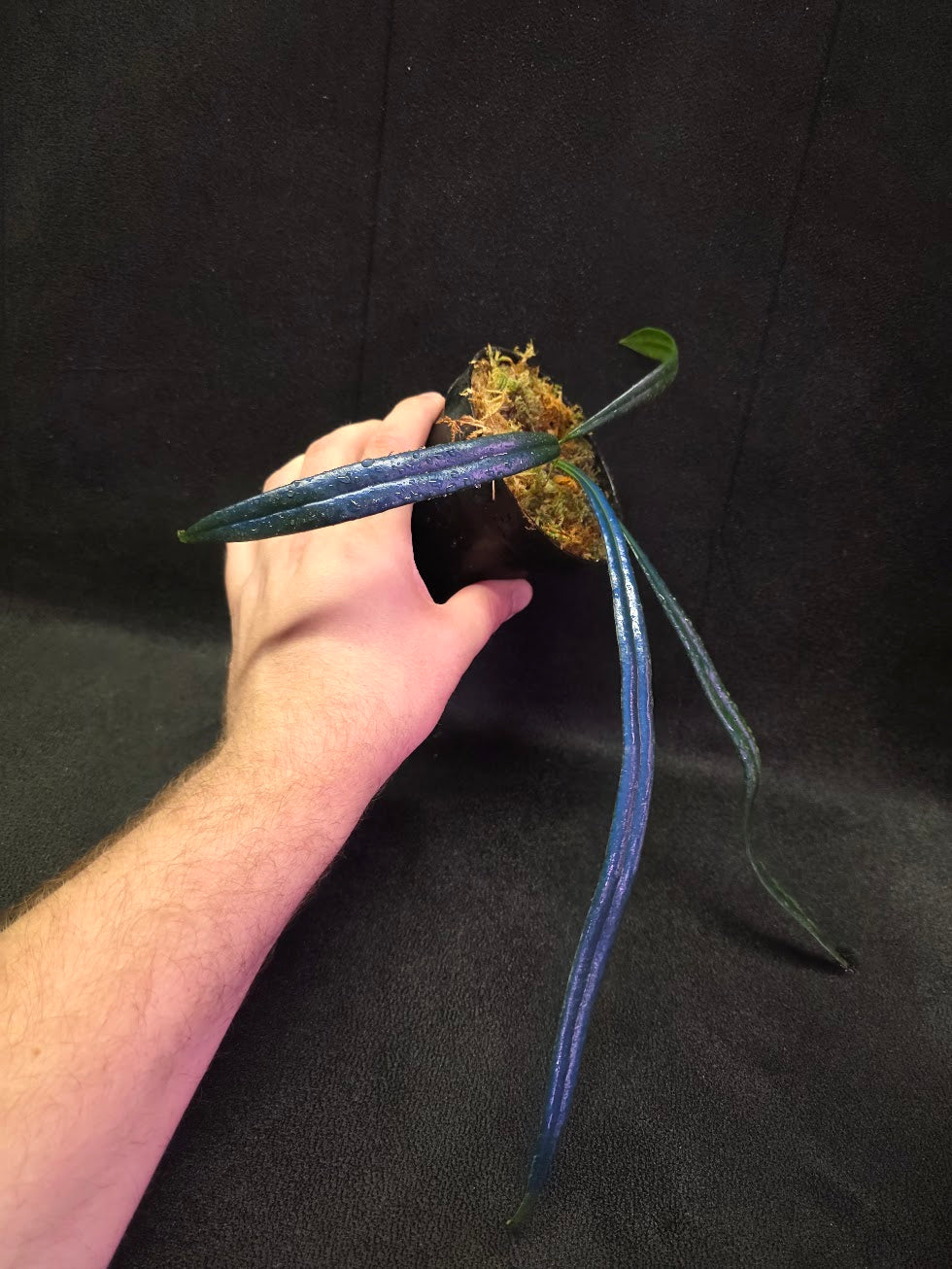 Blue Oil Fern (Microsorum Thilandicum) #11