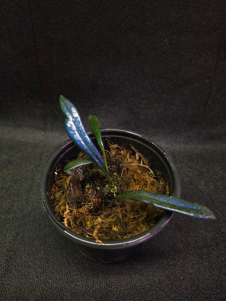 Blue Oil Fern (Microsorum Thilandicum) #12
