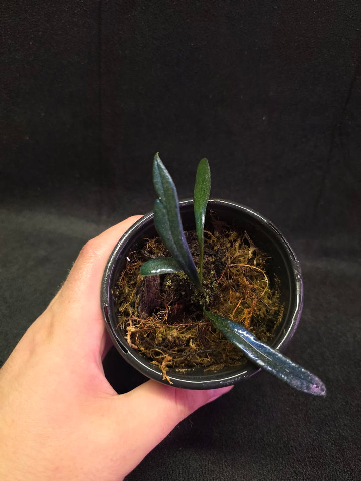 Blue Oil Fern (Microsorum Thilandicum) #12