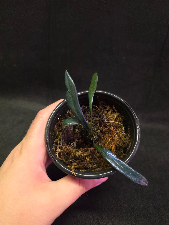 Blue Oil Fern (Microsorum Thilandicum) #12