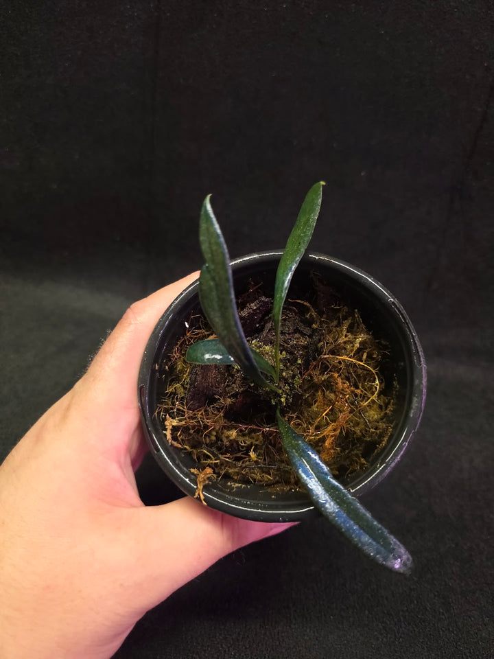 Blue Oil Fern (Microsorum Thilandicum) #12