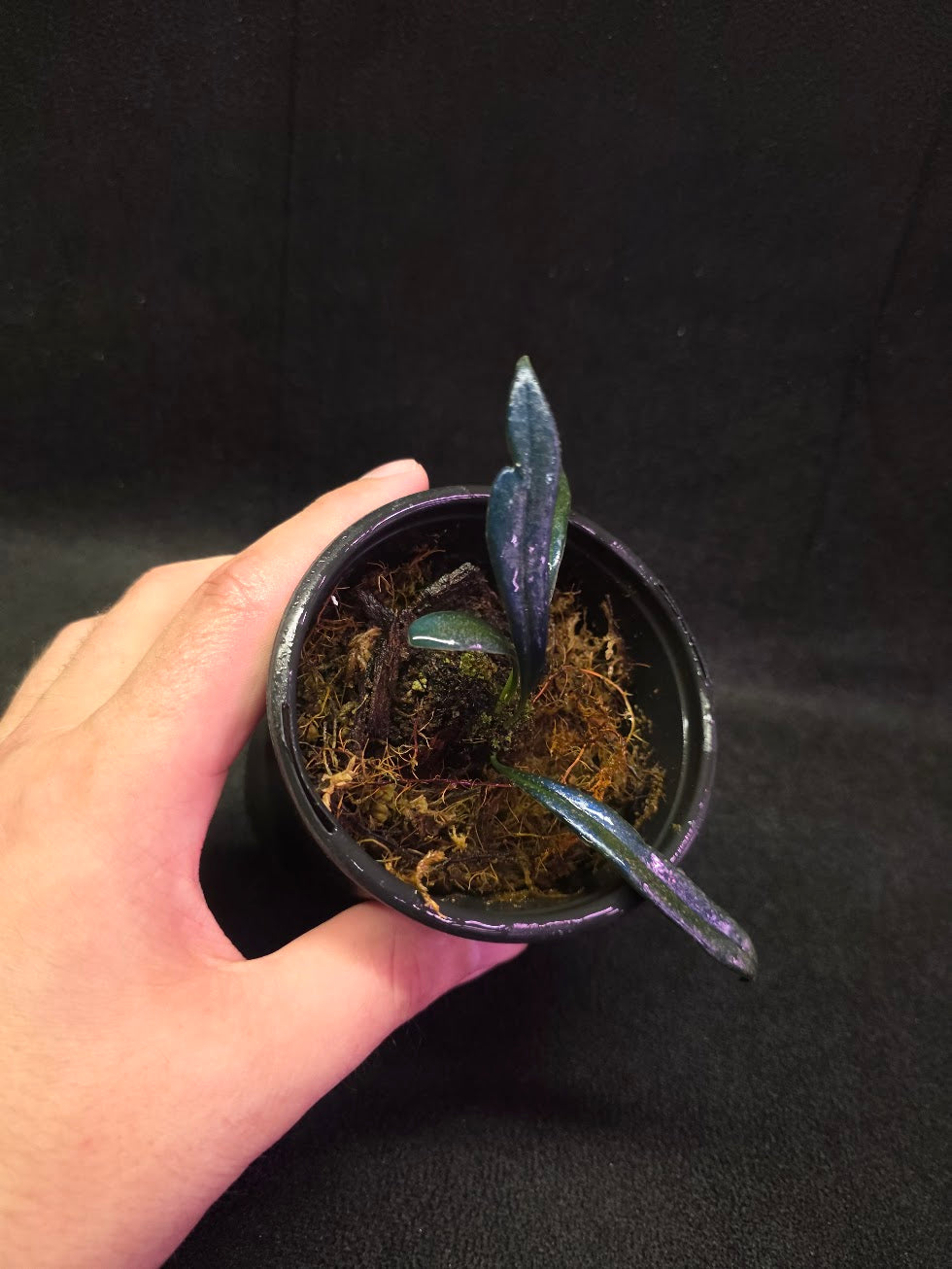 Blue Oil Fern (Microsorum Thilandicum) #12