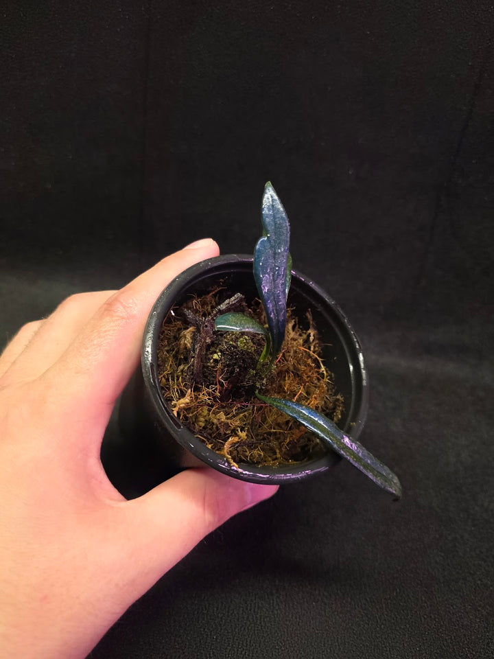 Blue Oil Fern (Microsorum Thilandicum) #12