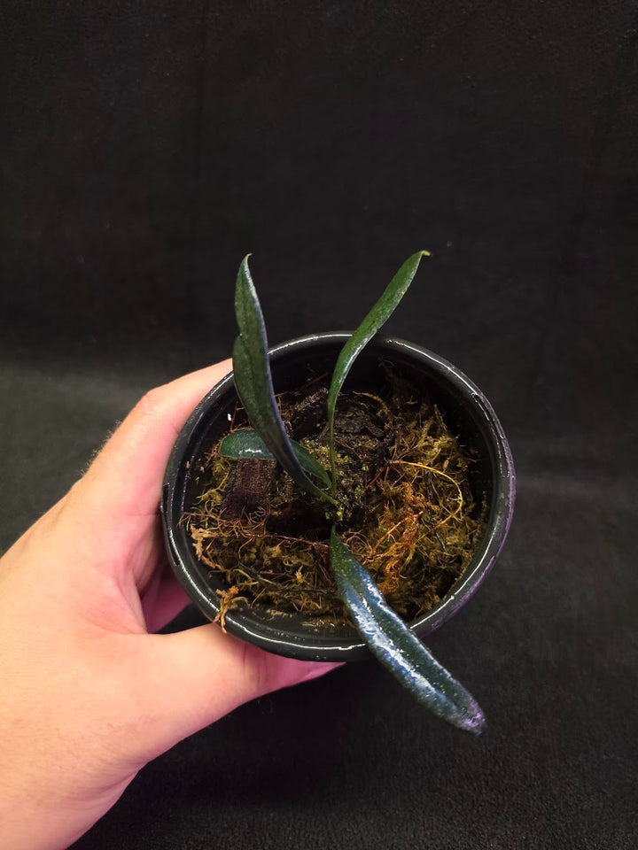 Blue Oil Fern (Microsorum Thilandicum) #12