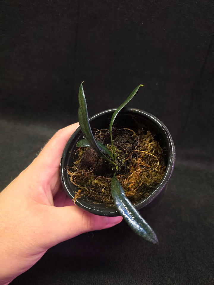 Blue Oil Fern (Microsorum Thilandicum) #12