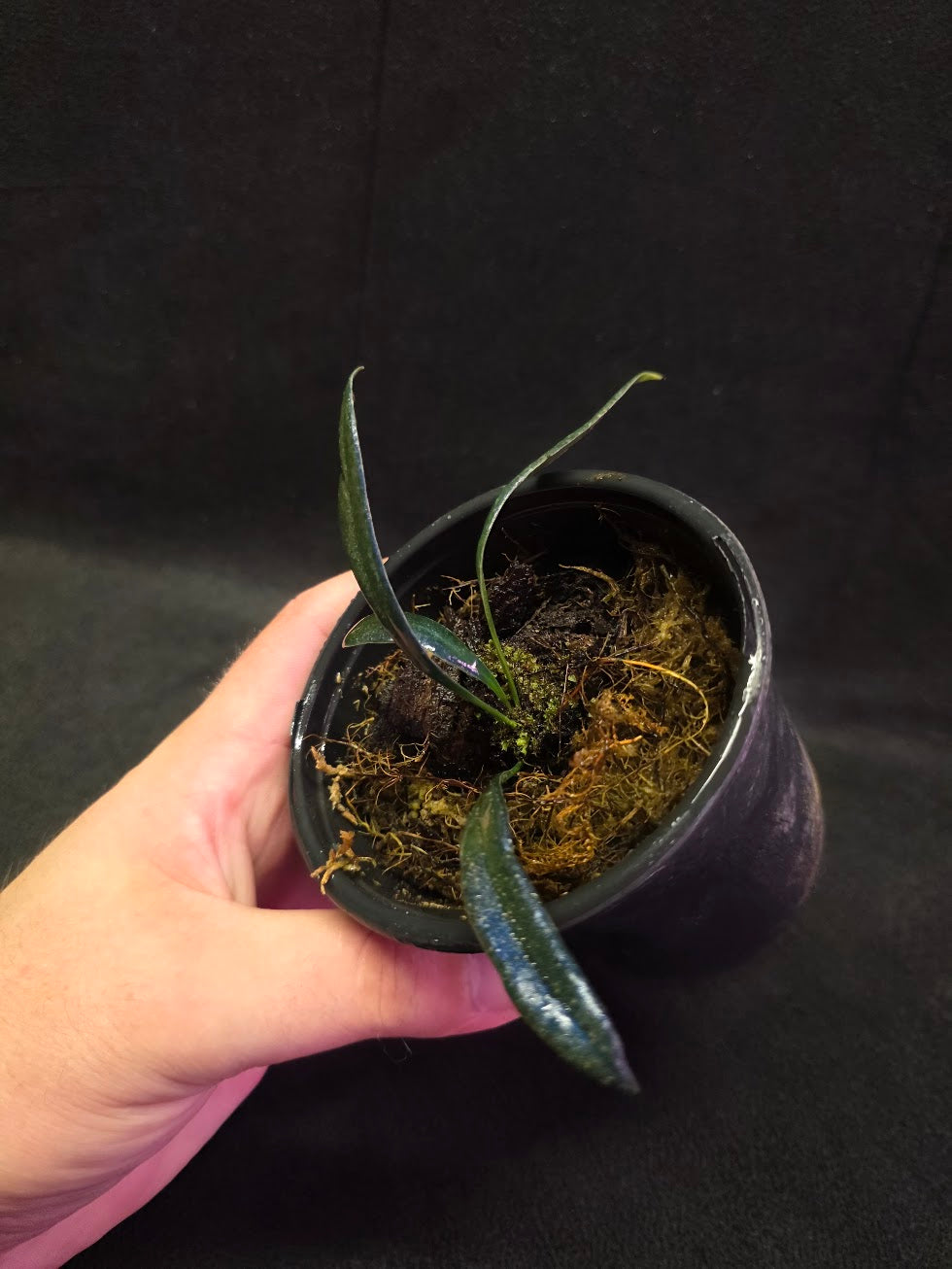 Blue Oil Fern (Microsorum Thilandicum) #12
