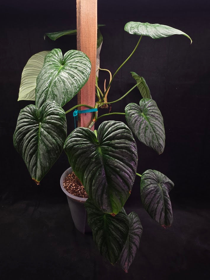 Philodendron Sodiroi Aff #01