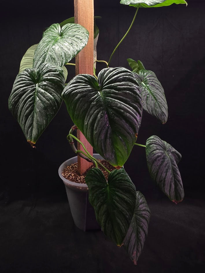 Philodendron Sodiroi Aff #01
