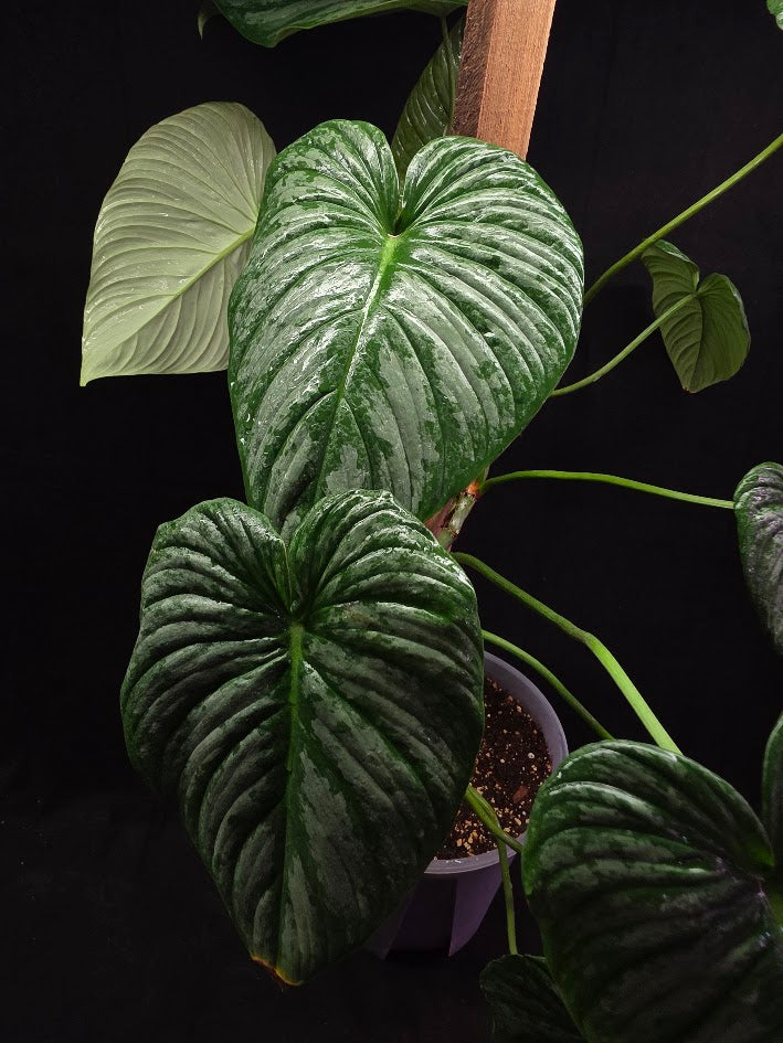 Philodendron Sodiroi Aff #01
