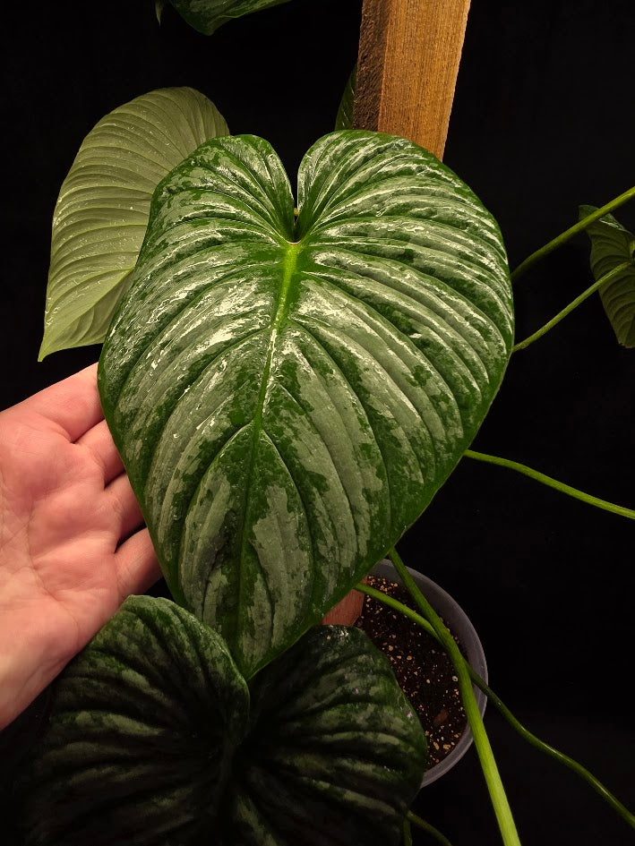 Philodendron Sodiroi Aff #01