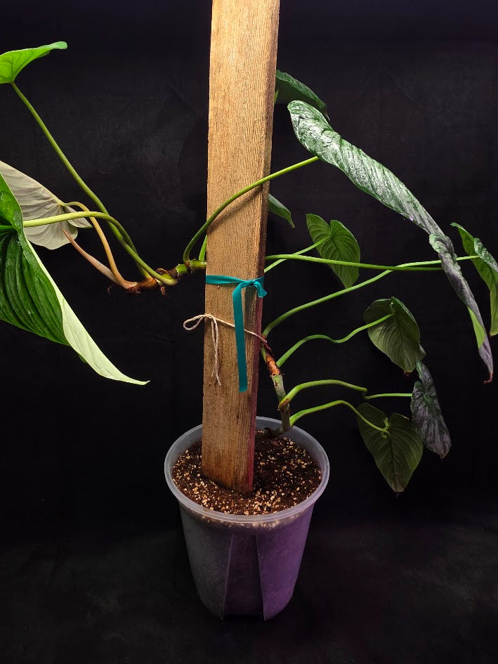Philodendron Sodiroi Aff #01