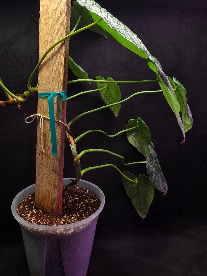 Philodendron Sodiroi Aff #01
