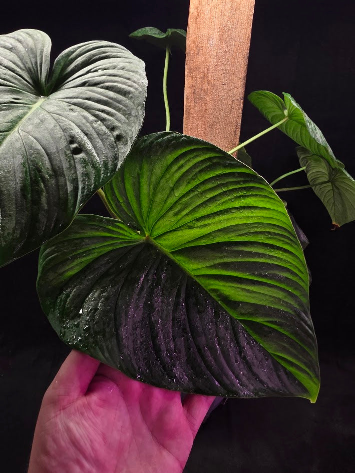 Philodendron Sodiroi Aff #01