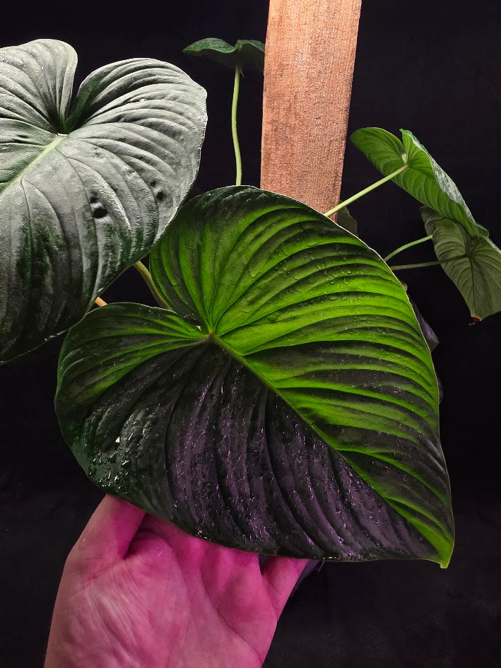 Philodendron Sodiroi Aff #01