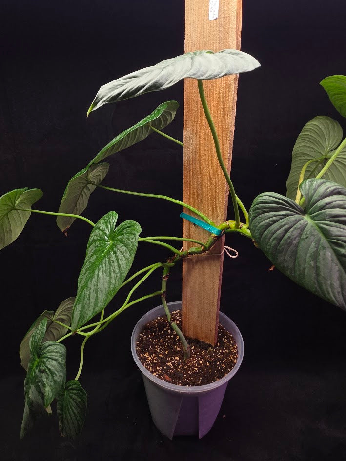 Philodendron Sodiroi Aff #01