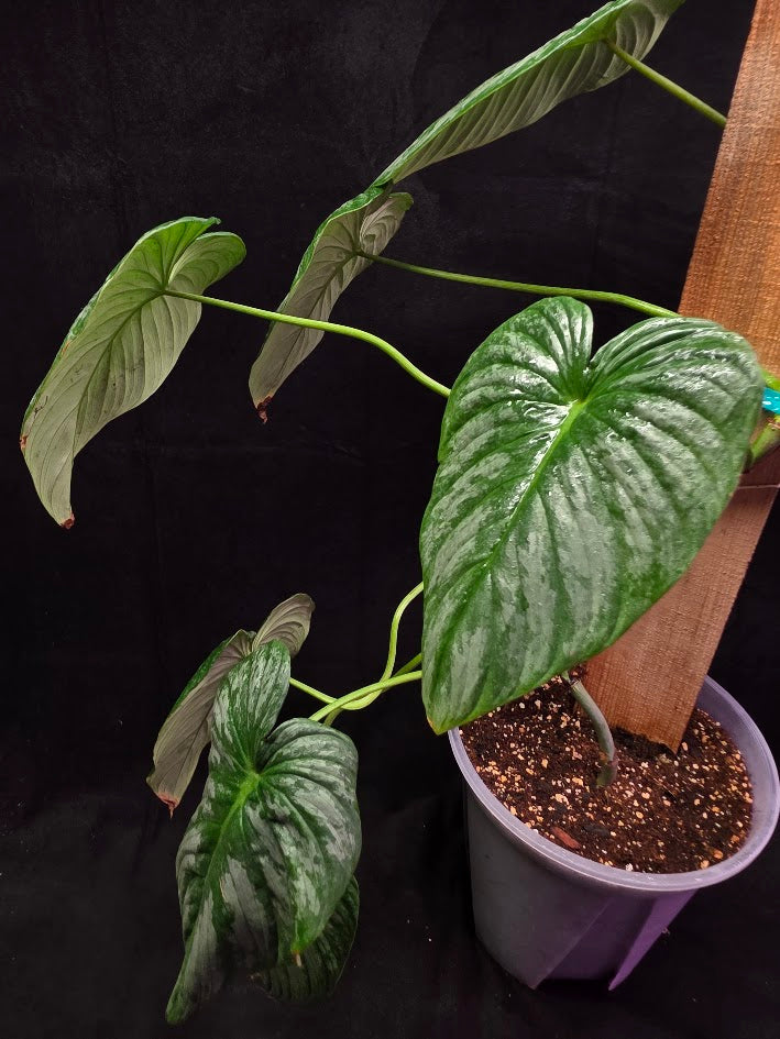 Philodendron Sodiroi Aff #01