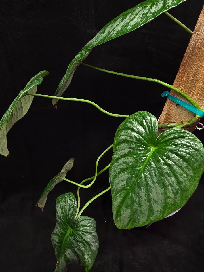 Philodendron Sodiroi Aff #01