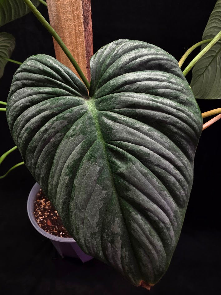 Philodendron Sodiroi Aff #01