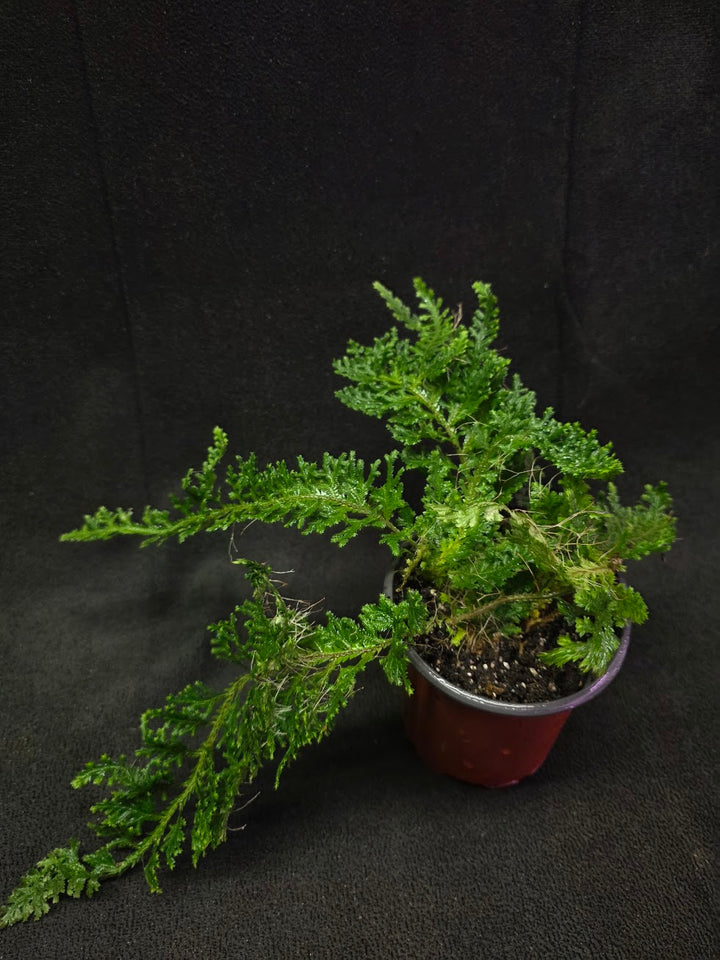 Selaginella Amazonica #01