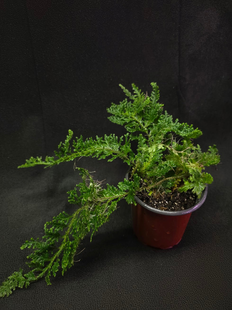 Selaginella Amazonica #01