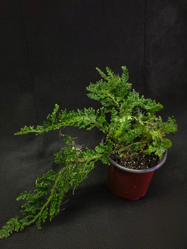 Selaginella Amazonica #01