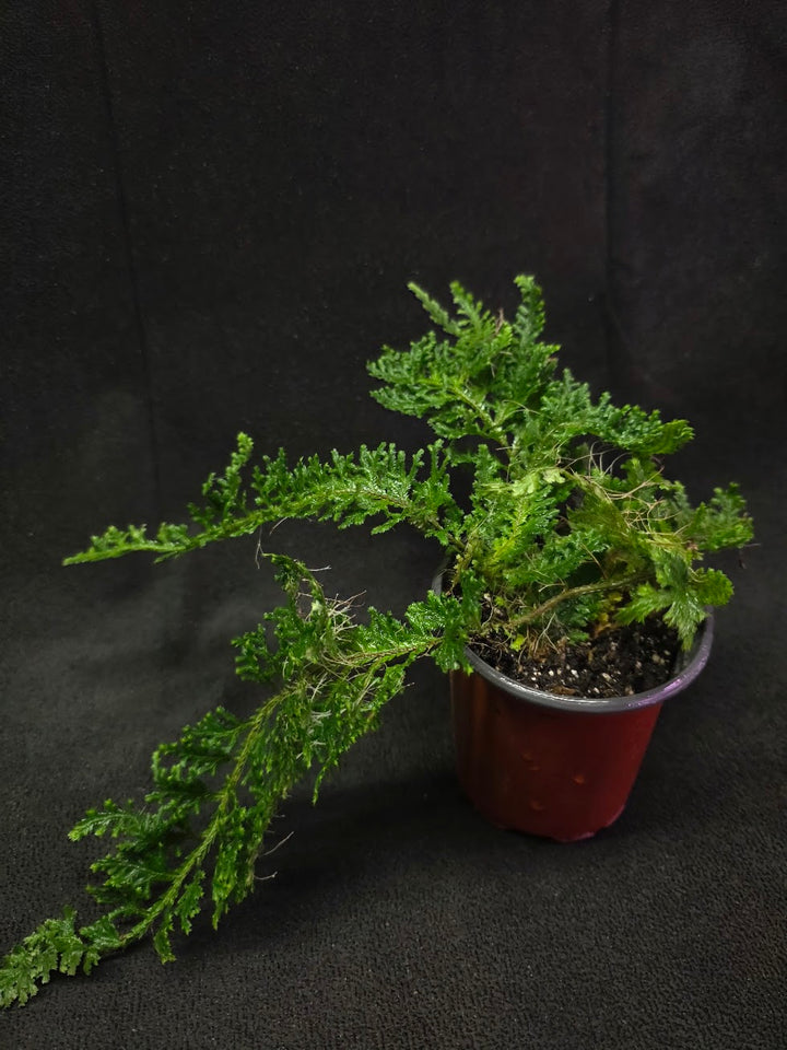 Selaginella Amazonica #01
