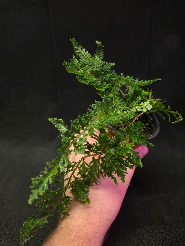 Selaginella Amazonica #01