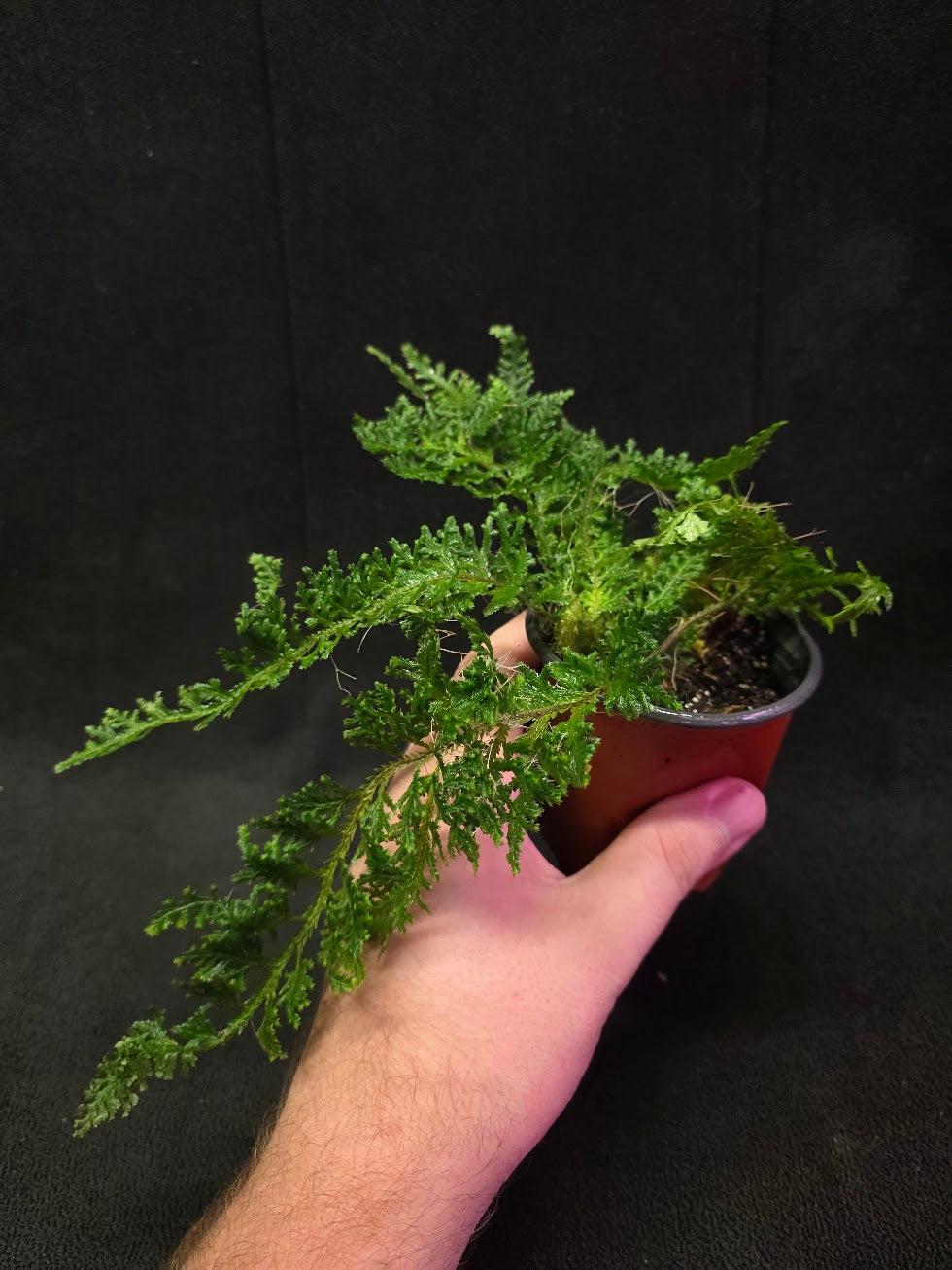 Selaginella Amazonica #01