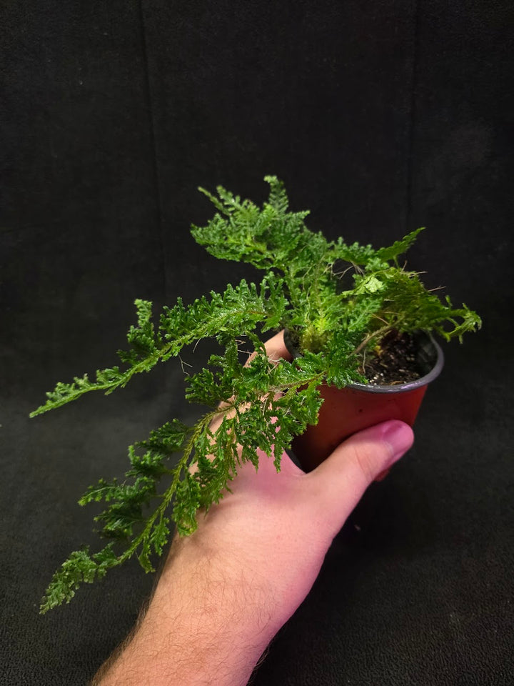 Selaginella Amazonica #01