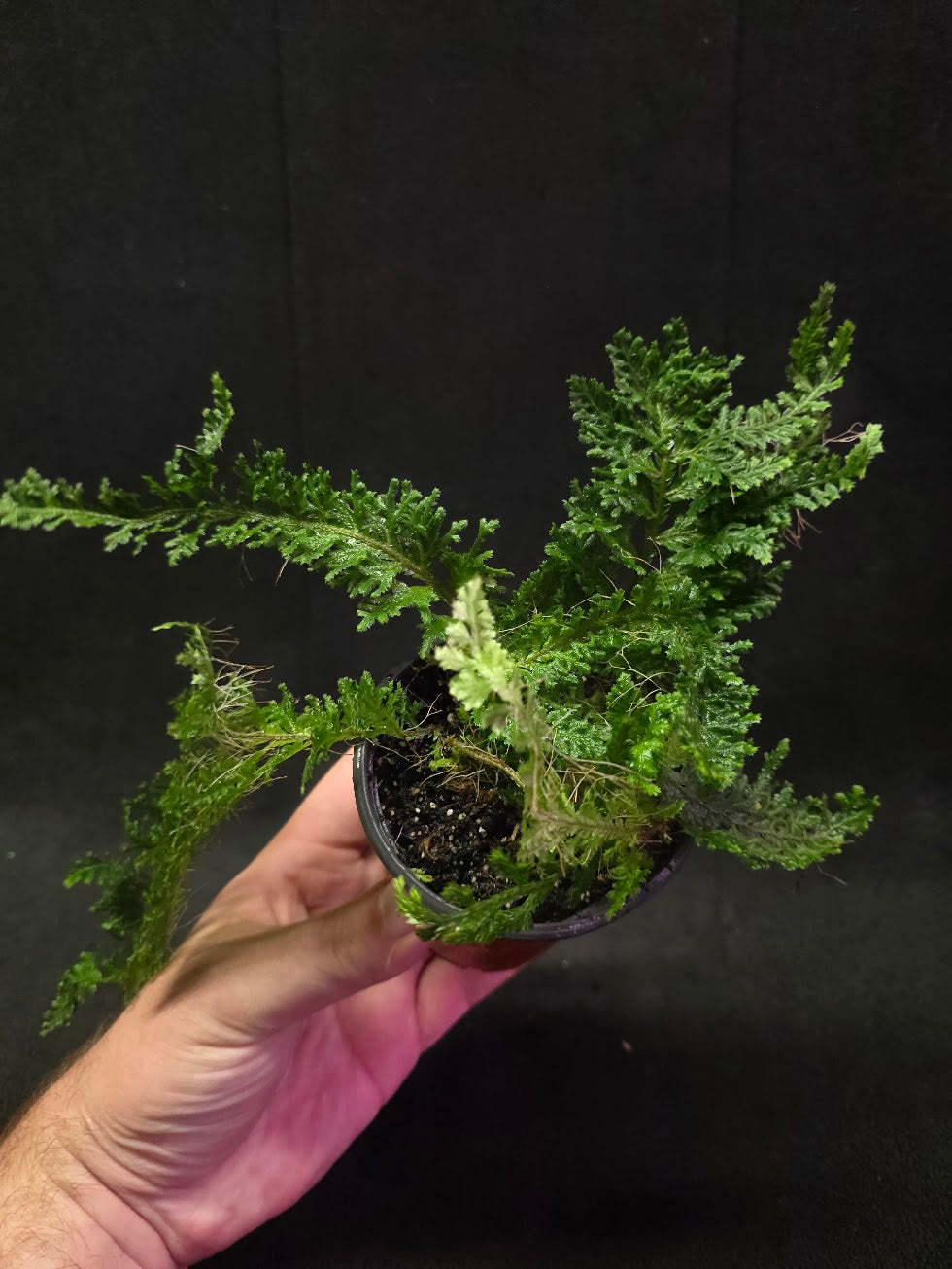 Selaginella Amazonica #01