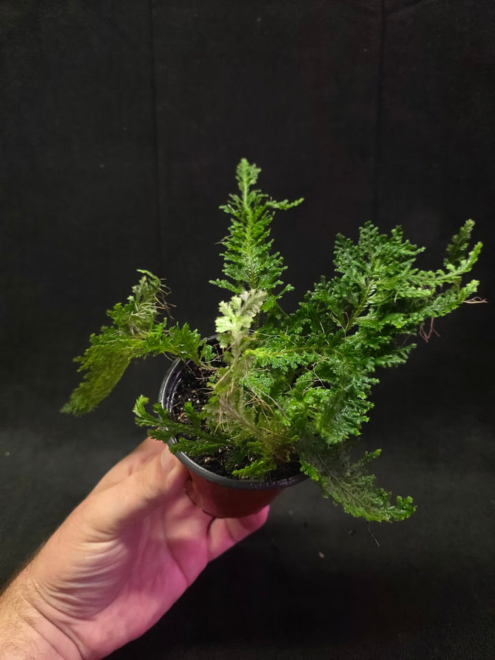 Selaginella Amazonica #01