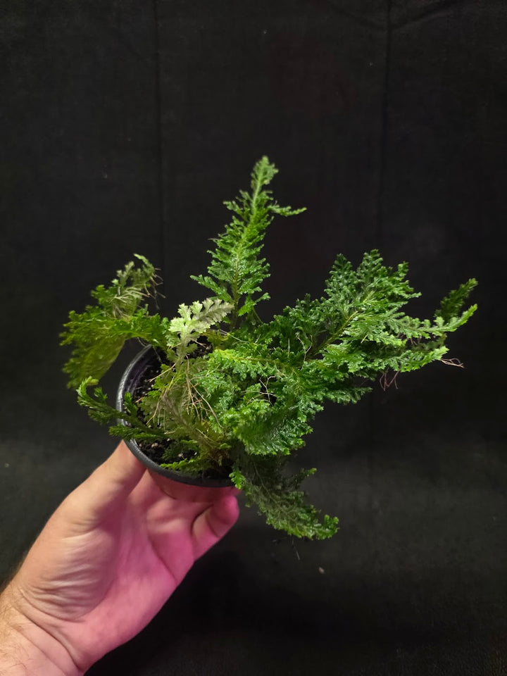 Selaginella Amazonica #01