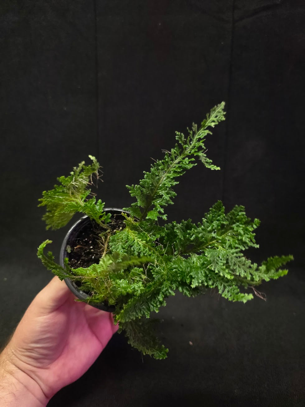 Selaginella Amazonica #01