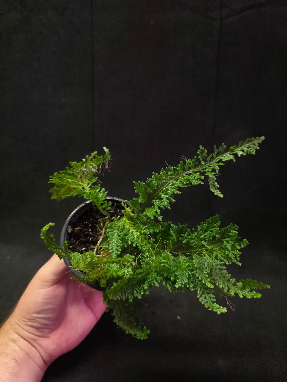 Selaginella Amazonica #01