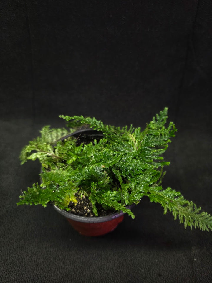 Selaginella Amazonica #02