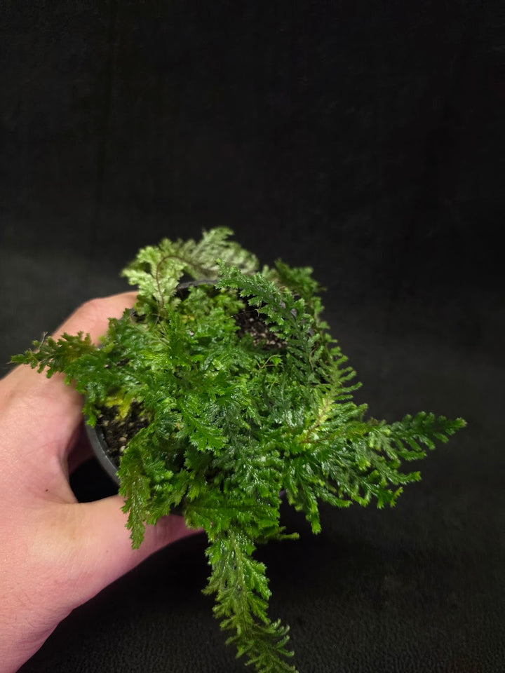 Selaginella Amazonica #02