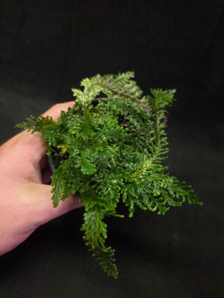 Selaginella Amazonica #02