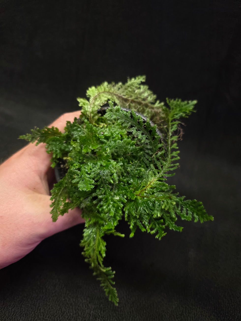 Selaginella Amazonica #02