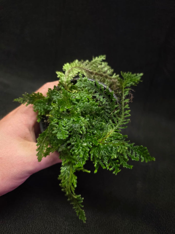 Selaginella Amazonica #02