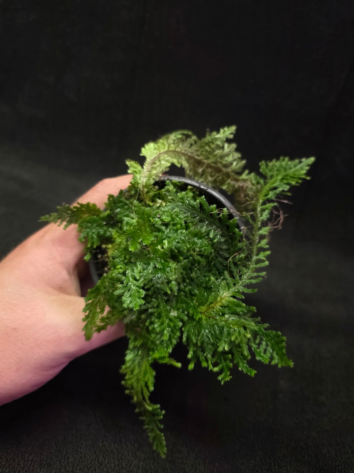 Selaginella Amazonica #02