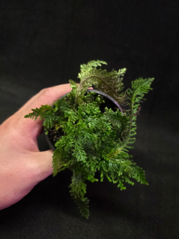 Selaginella Amazonica #02