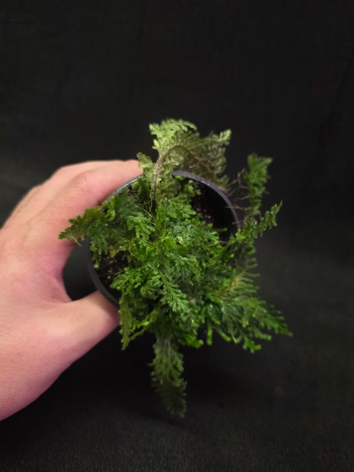 Selaginella Amazonica #02