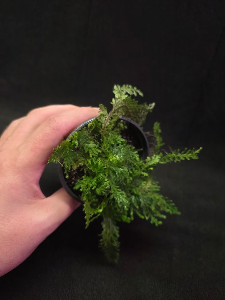 Selaginella Amazonica #02