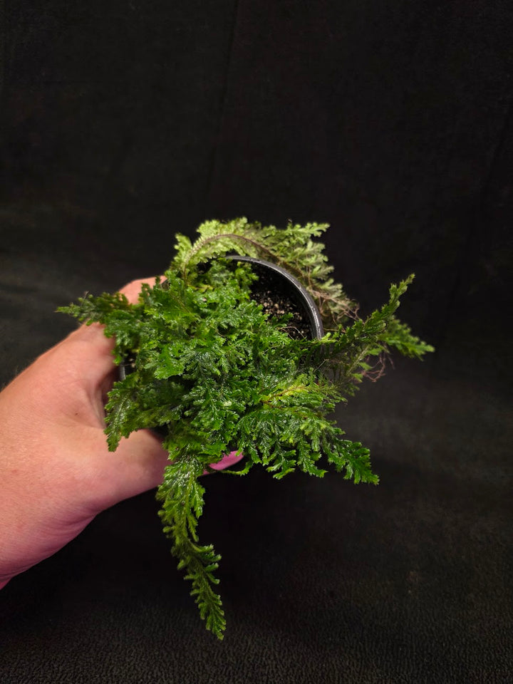 Selaginella Amazonica #02