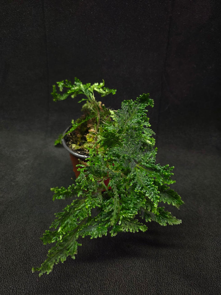 Selaginella Amazonica #03