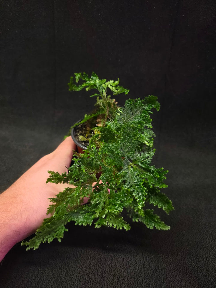 Selaginella Amazonica #03