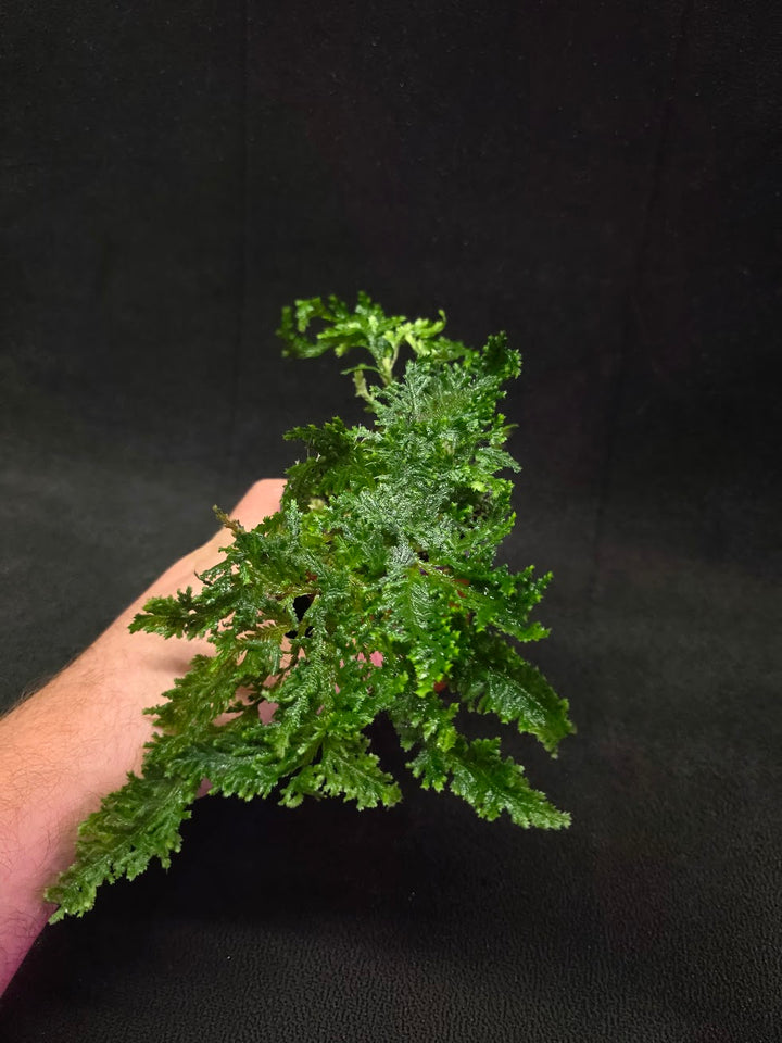 Selaginella Amazonica #03