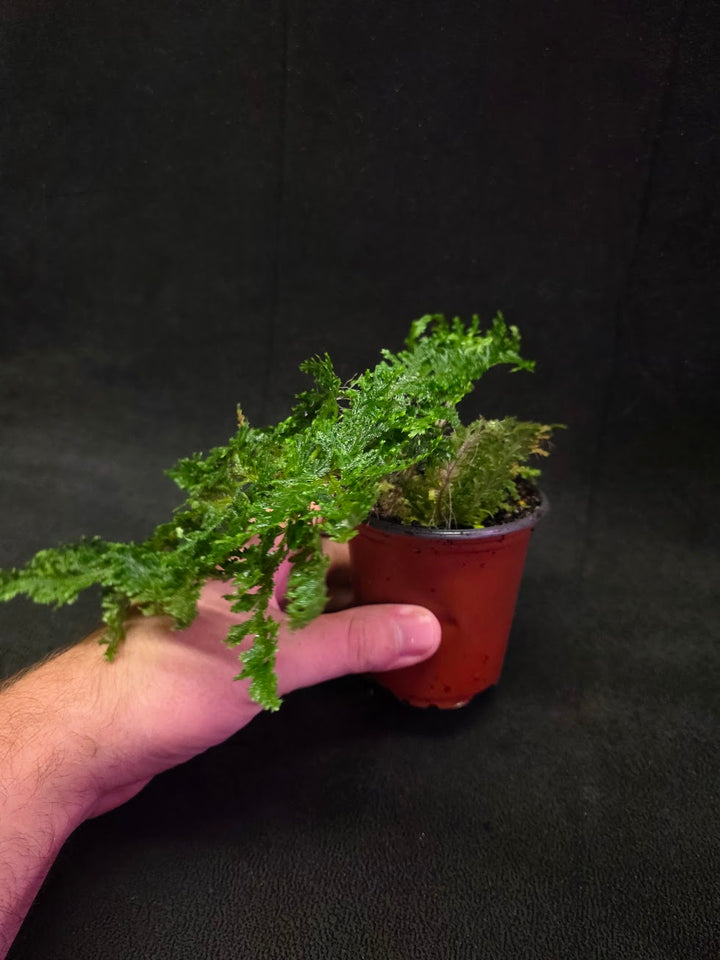 Selaginella Amazonica #03
