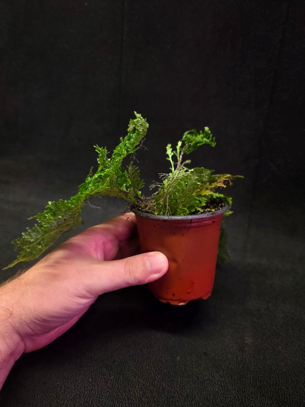 Selaginella Amazonica #03